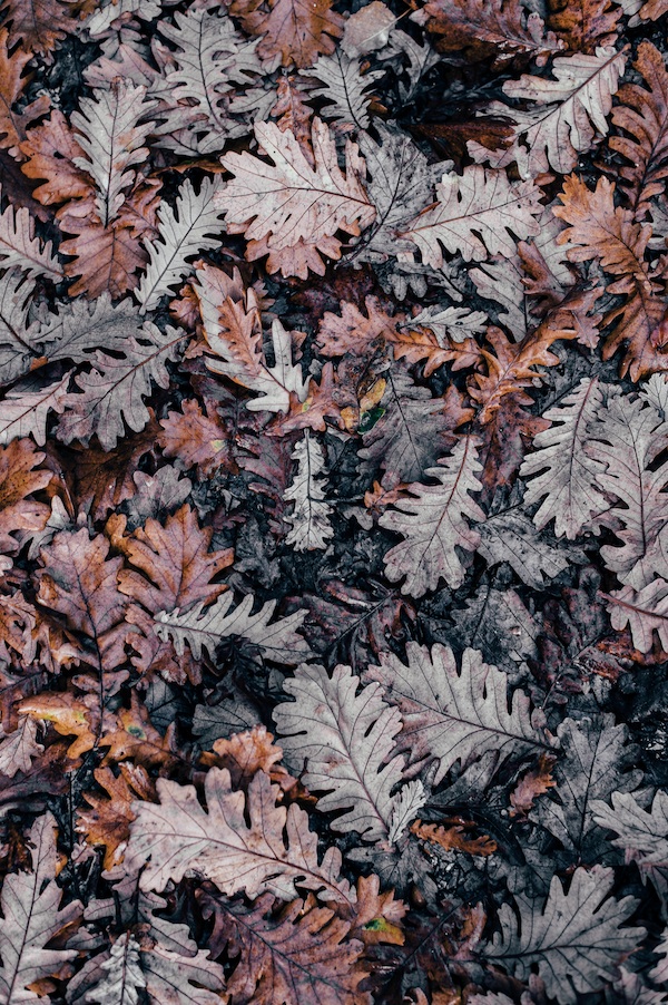 feuilles d'automne