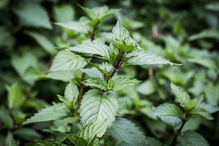 Comment une menthe poivrée indienne devient-elle française ?