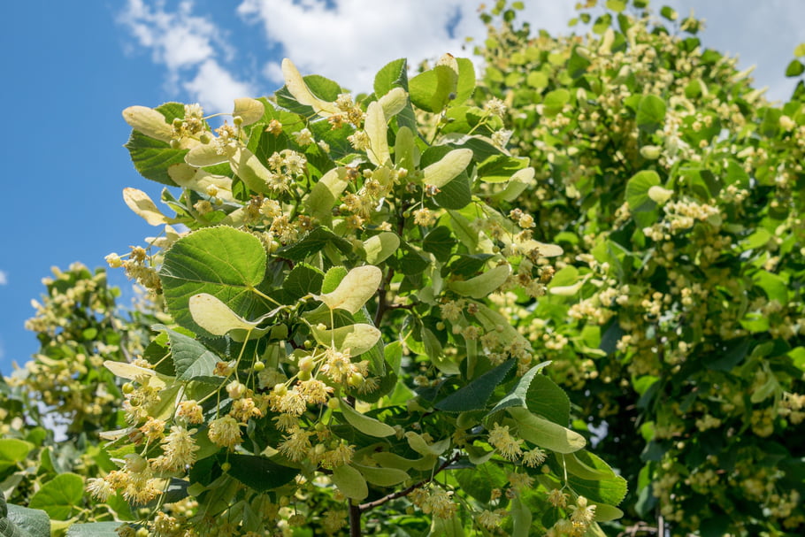 tilleul en fleur