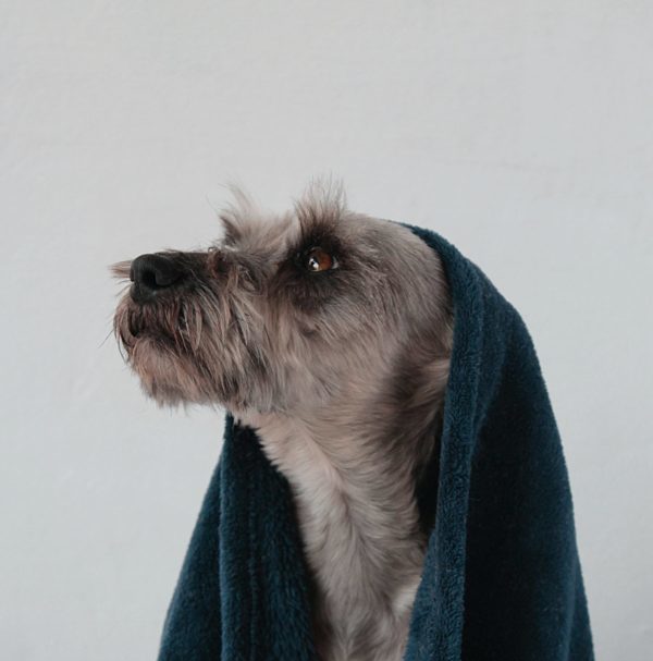 chien après shampoing