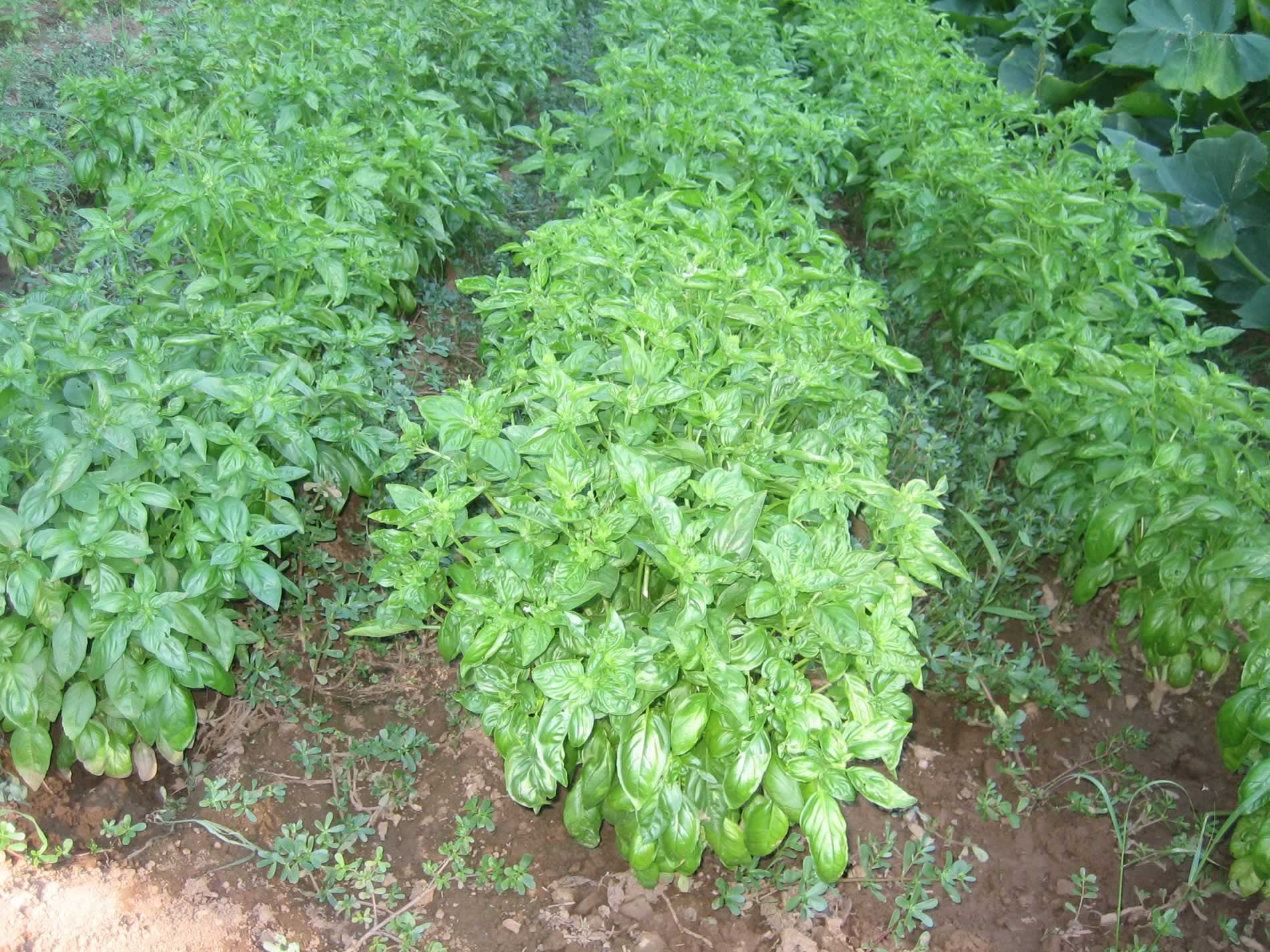 Hydrolat de basilic – Image 2