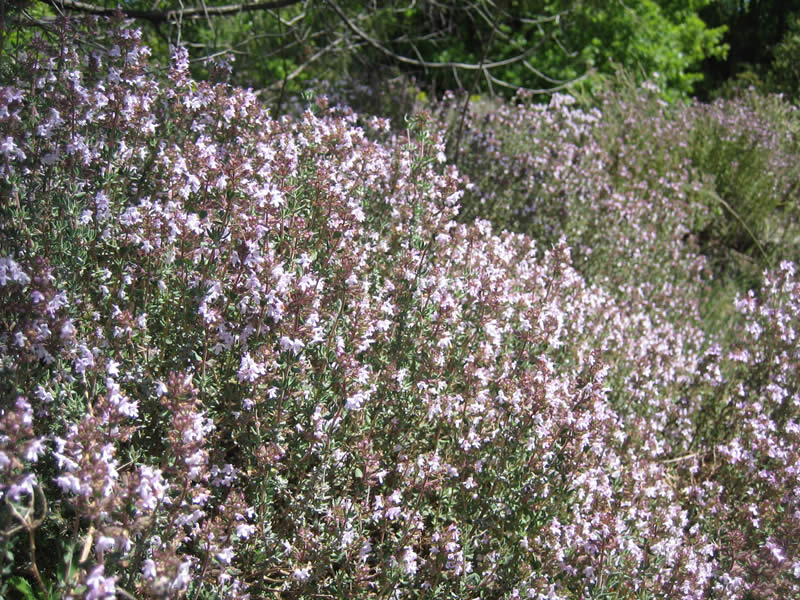 Hydrolat de thym à linalol – Image 3