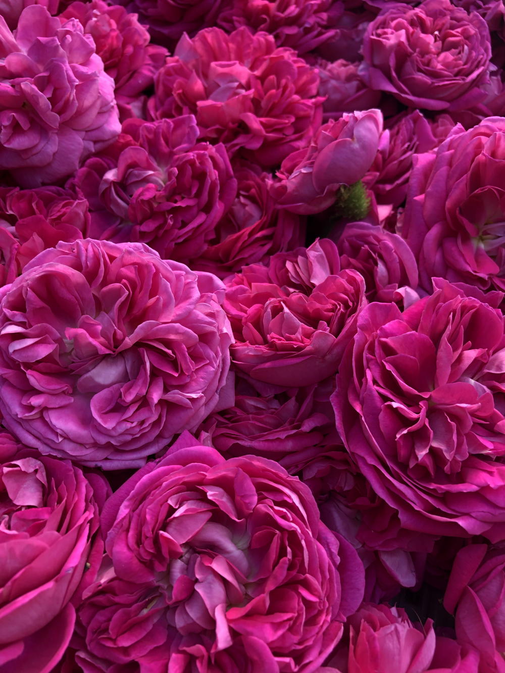 roses