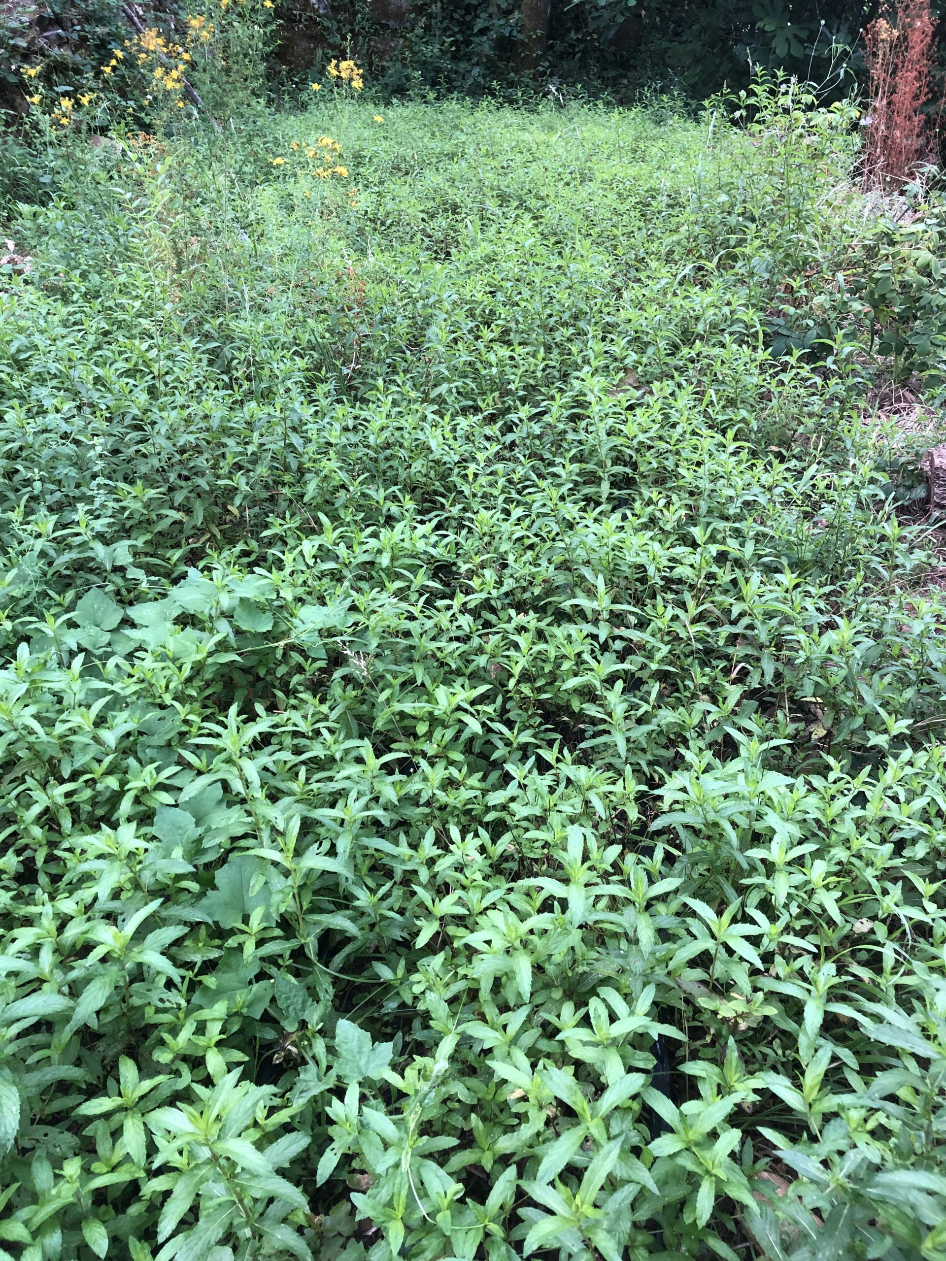 menthe verte