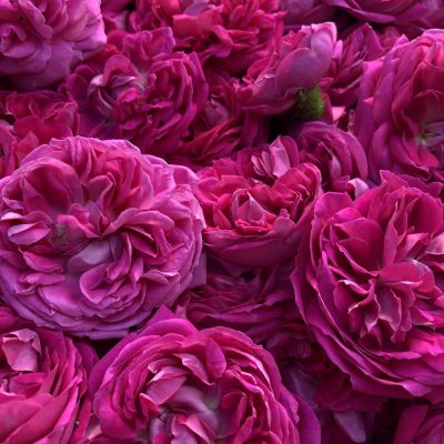 roses