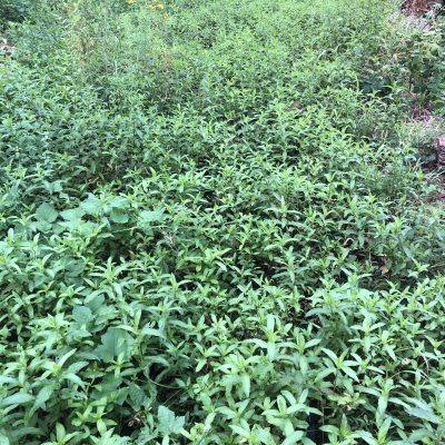 menthe verte
