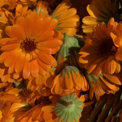 calendula